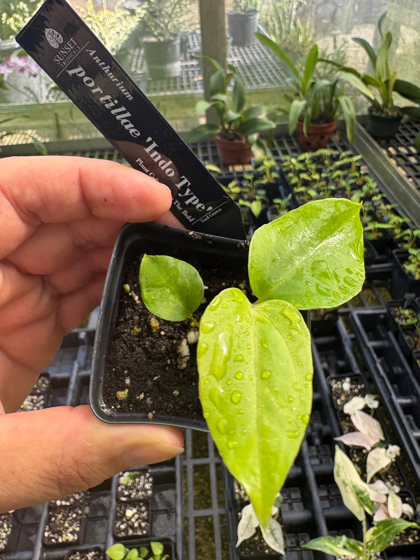 Anthurium Portillae ‘Indo Type’ (seedling)