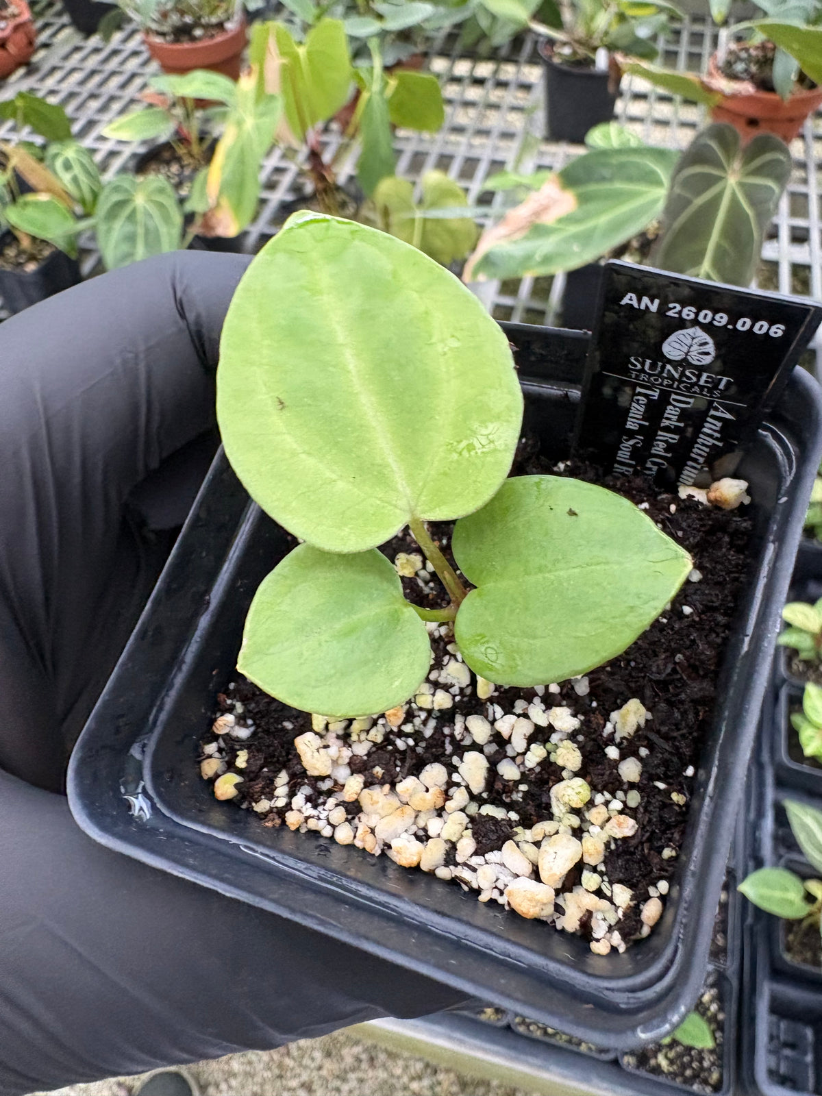 Anthurium Red Crystal x (Pap 'Soul Reaper’ x Sam’s Red)