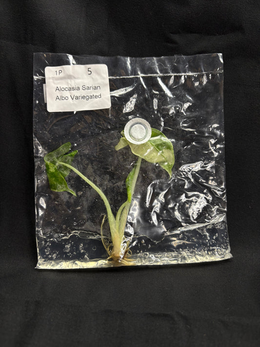 Alocasia Sarian Albo Variegated TC (in vitro)