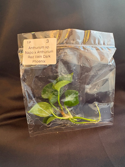 Anthurium sp. Napo x Anthurium Red Vein Dark Phoenix TC