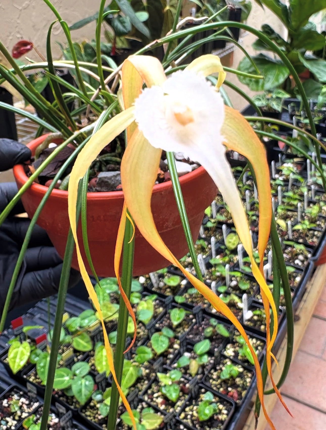 Brassavola Appendiculata (orchid species)