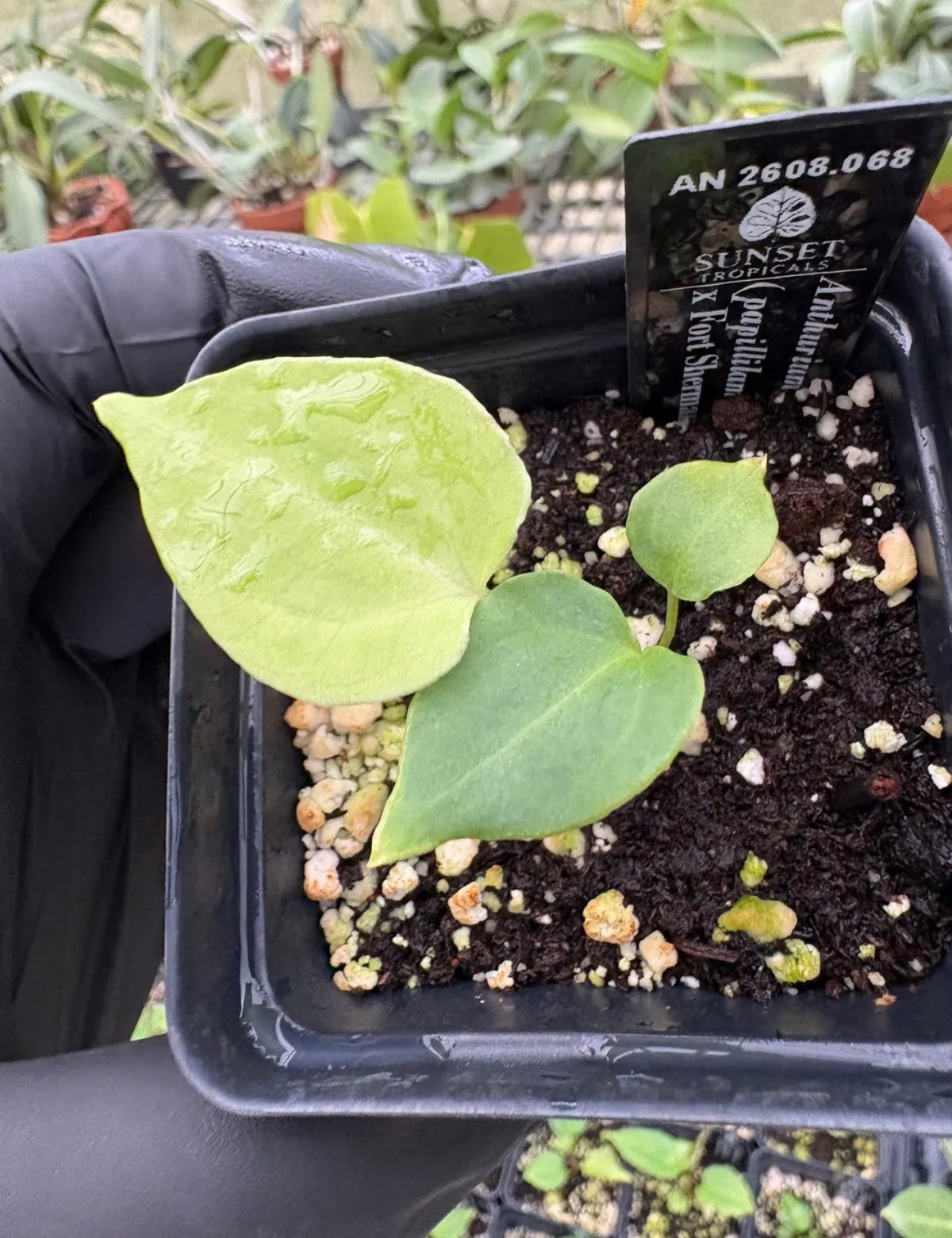 Anthurium (pap x port) Variegated x Fort Sherman