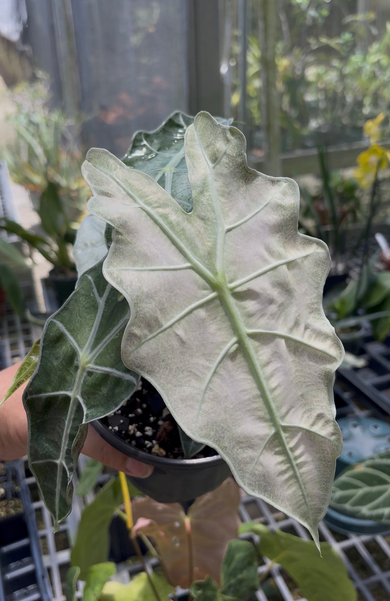 Alocasia SKG Amazonia Polly pink mint variegated (large)