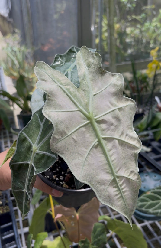 Alocasia SKG Amazonia Polly pink mint variegated (large)