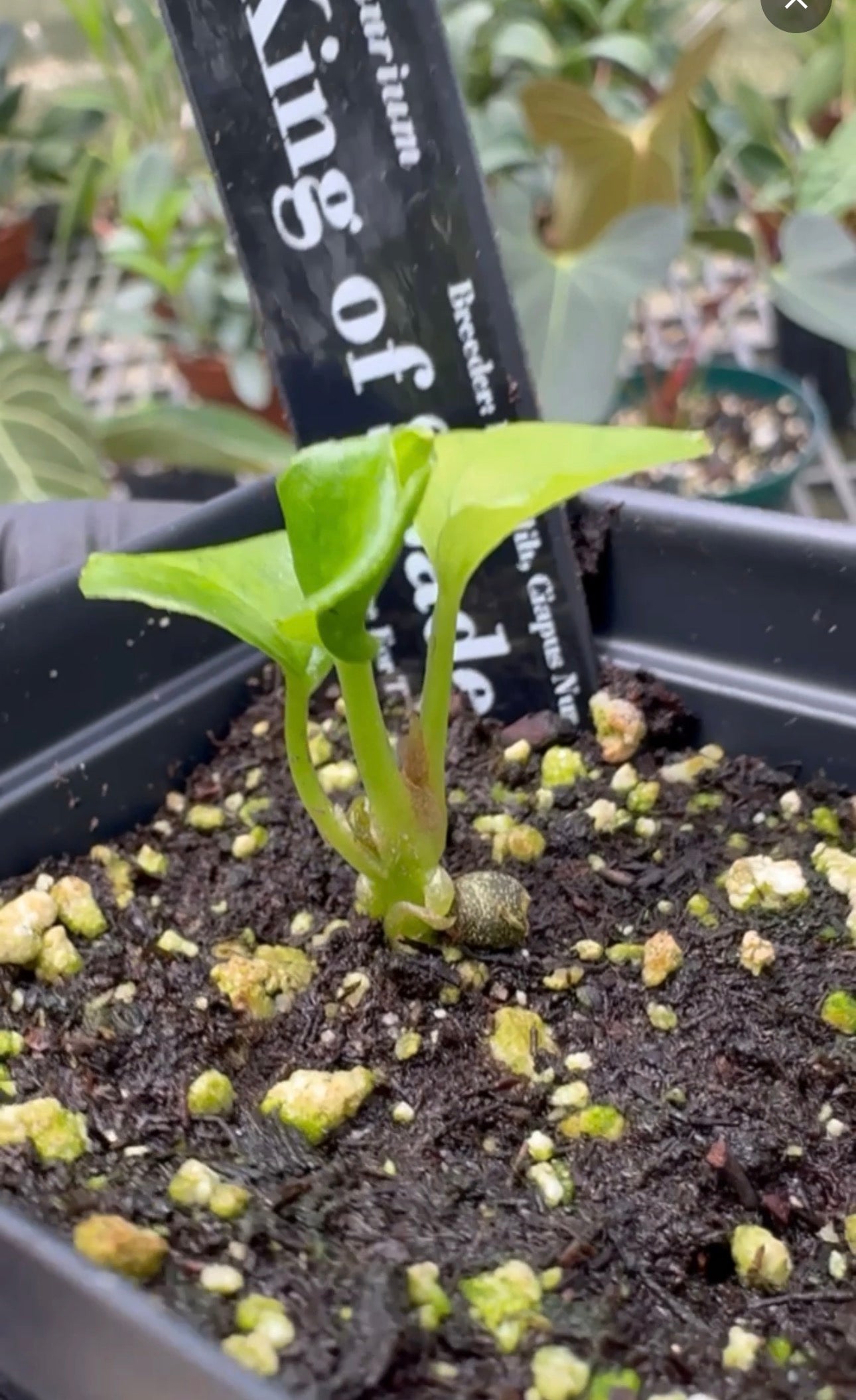 Anthurium 'King of Spades' (HU)
