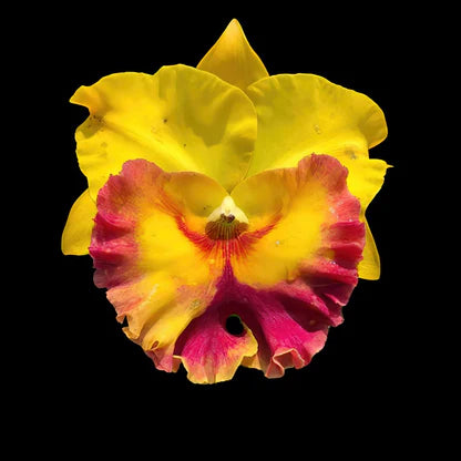 Orchid Rhyncholaeliocattleya Chomthong Delight ‘Yellow Watermelon’