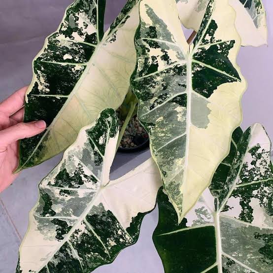 Alocasia Frydek variegated TC (in vitro)