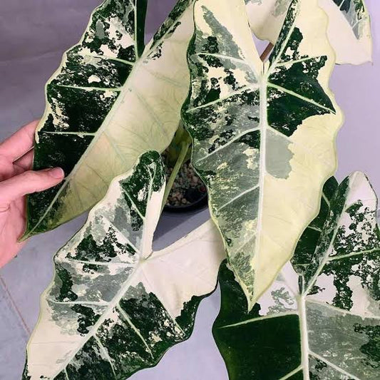 Alocasia Frydek variegated TC (in vitro)