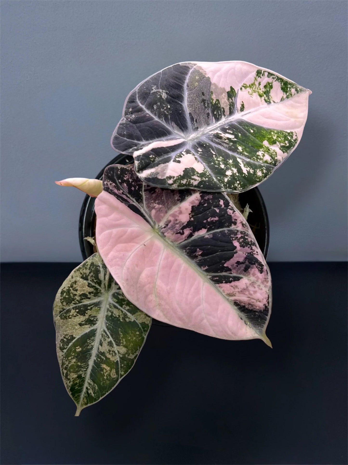Alocasia Black Velvet Pink Variegated TC (in vitro)