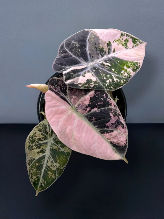Alocasia Black Velvet Pink Variegated TC (in vitro)