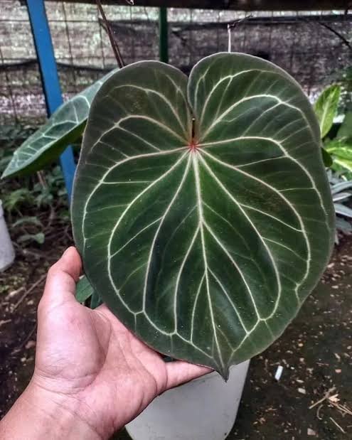 Anthurium 'King of Spades' (HU) seedling