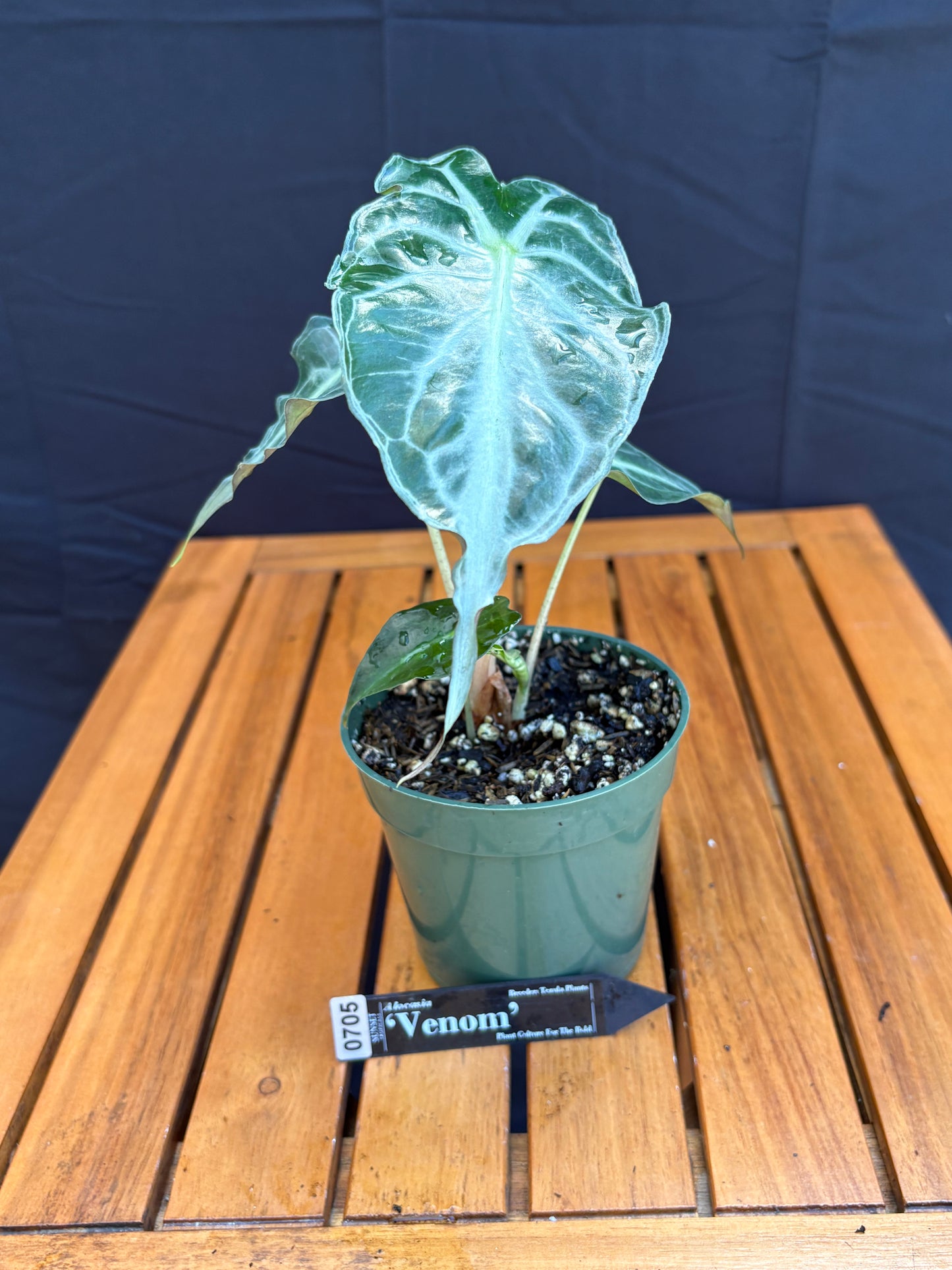 Alocasia Venom