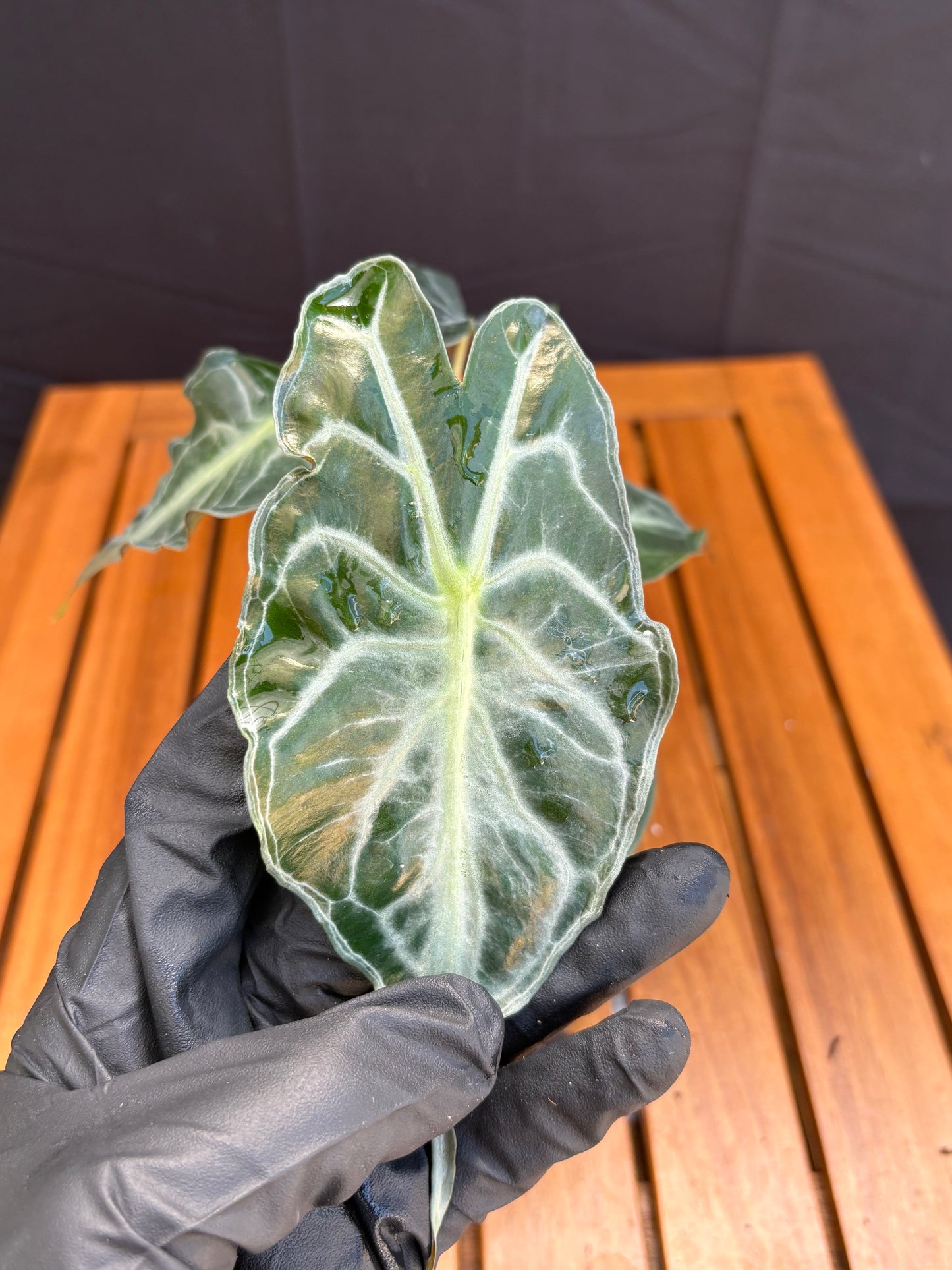 Alocasia Venom