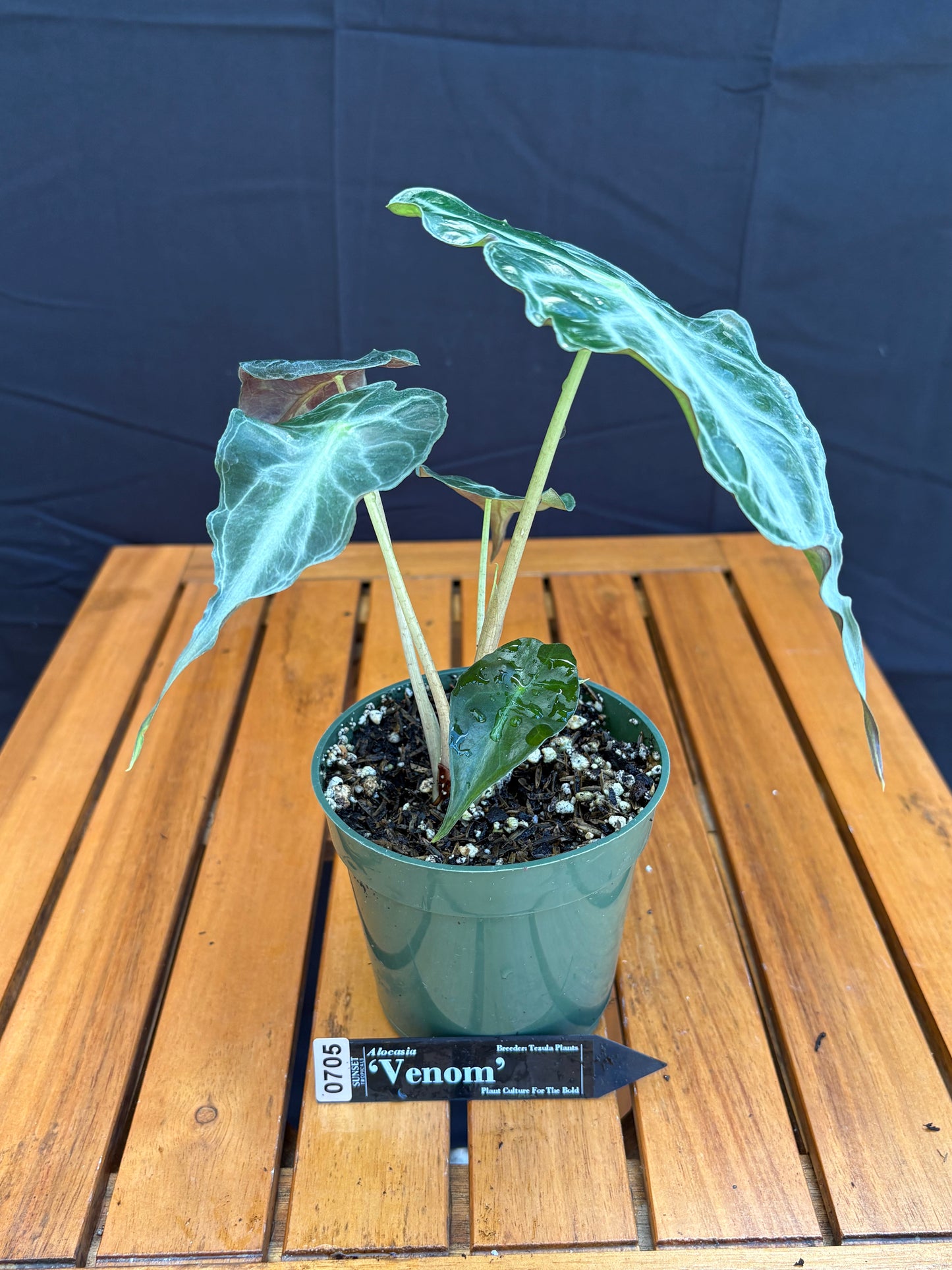Alocasia Venom