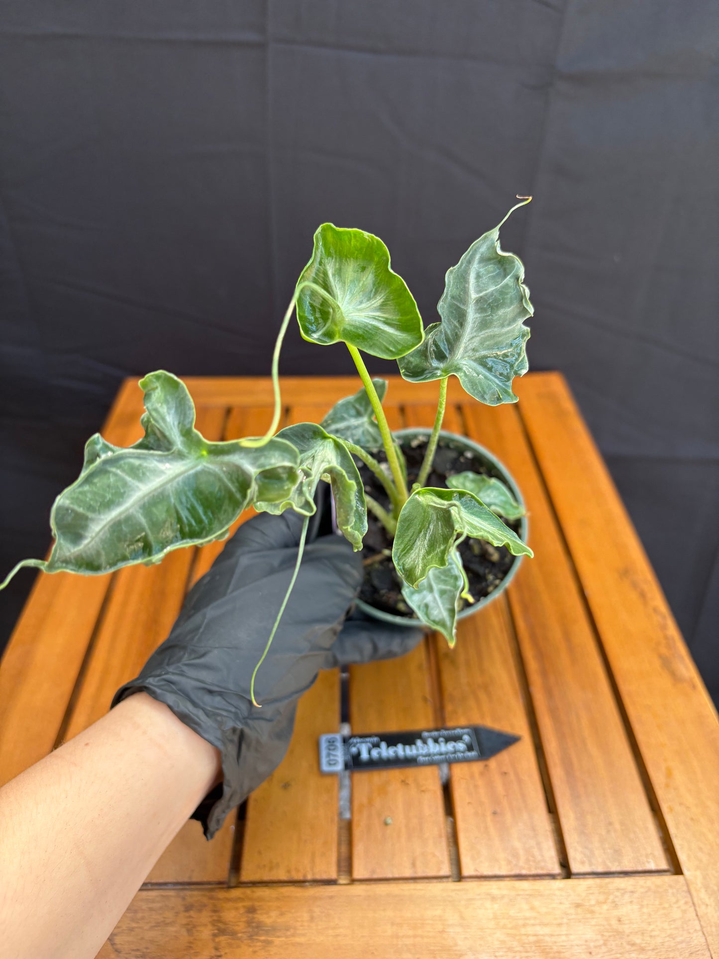 Alocasia Teletubbies