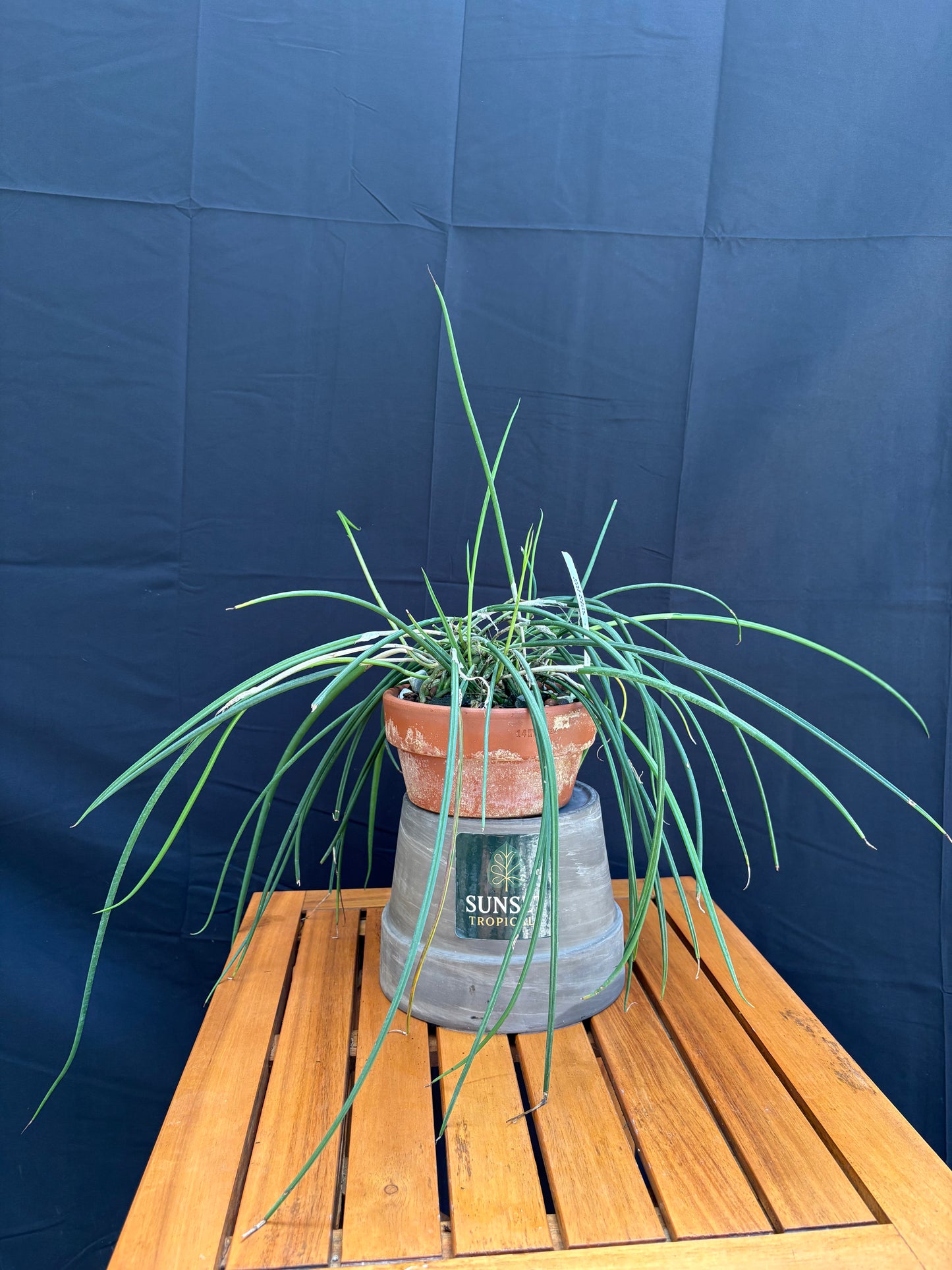 Brassavola Appendiculata (orchid species)