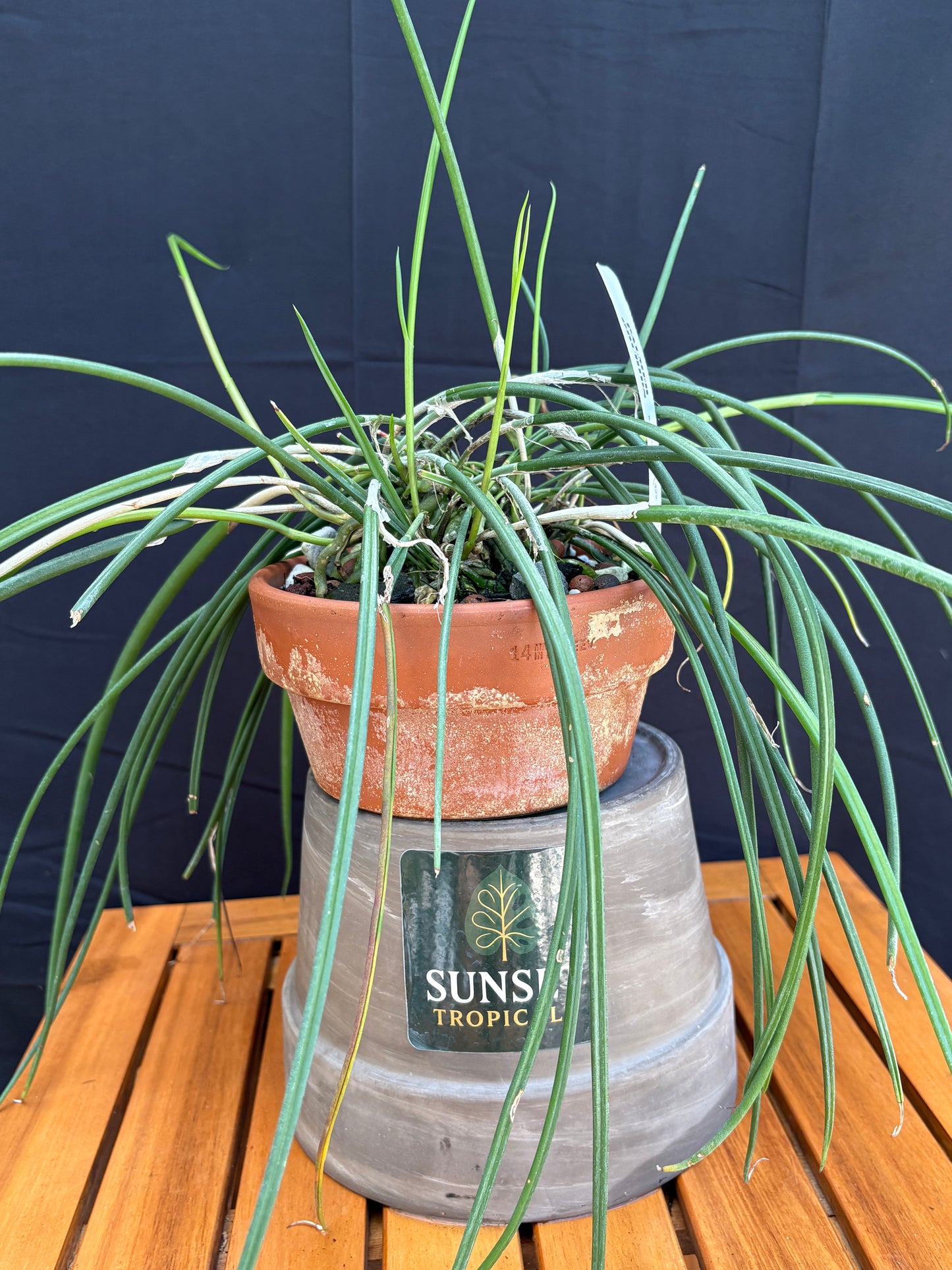 Brassavola Appendiculata (orchid species)