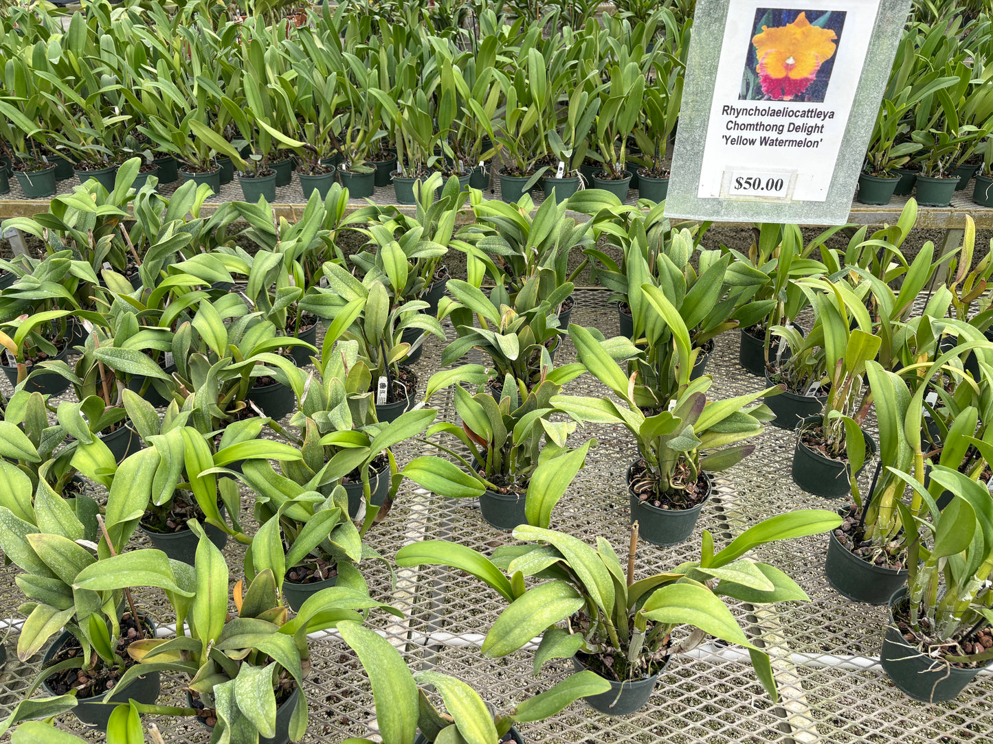 Orchid Rhyncholaeliocattleya Chomthong Delight ‘Yellow Watermelon’