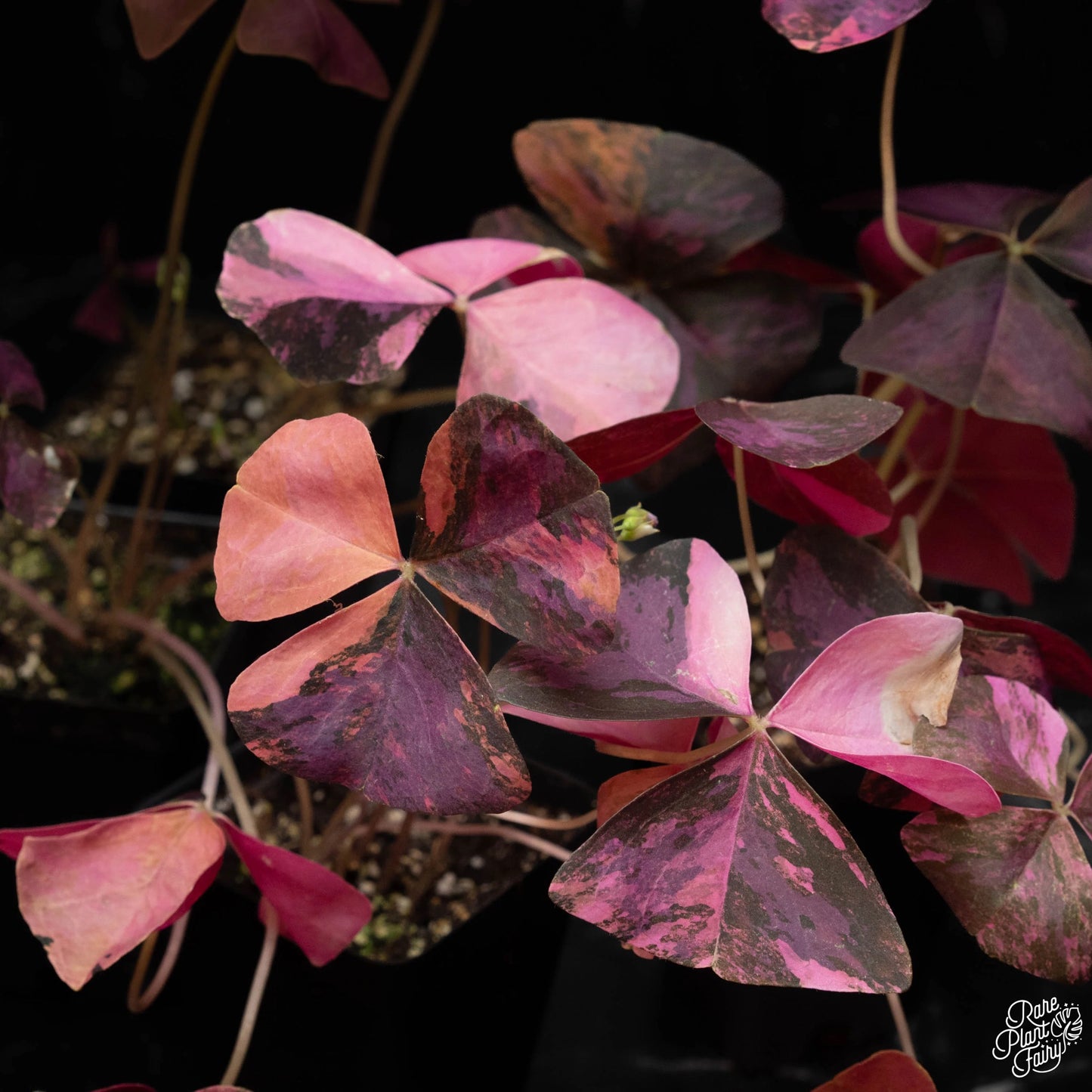 Pink Variegated Oxalis Triangularis TC (in vitro)