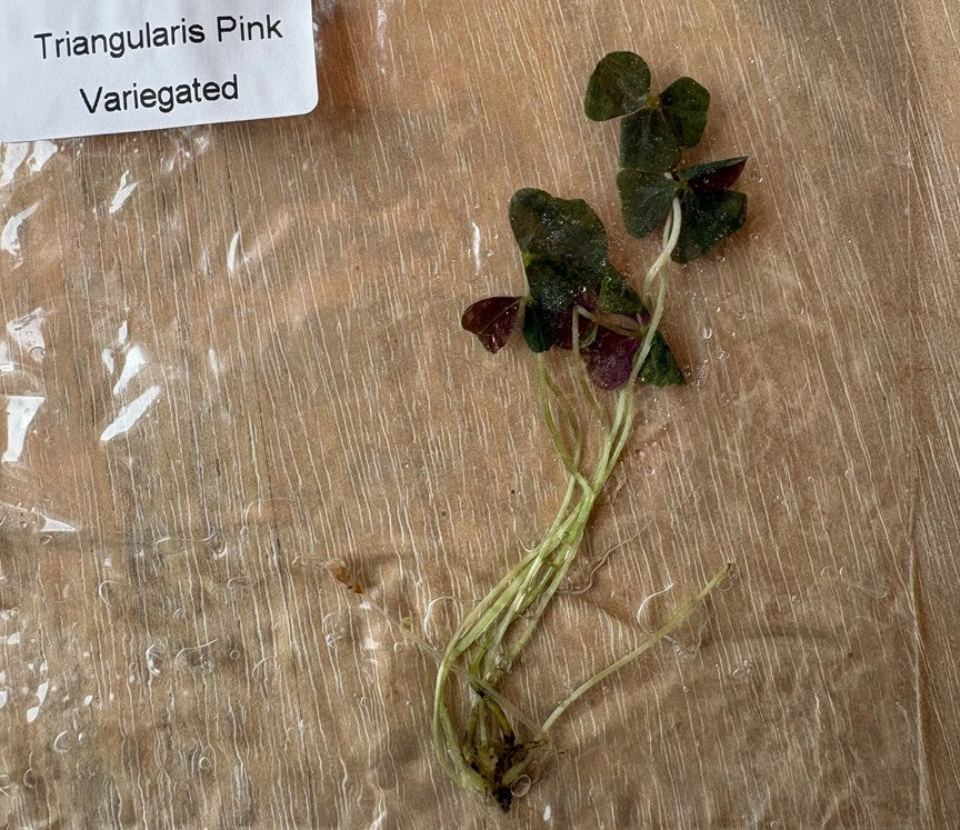 Pink Variegated Oxalis Triangularis TC (in vitro)