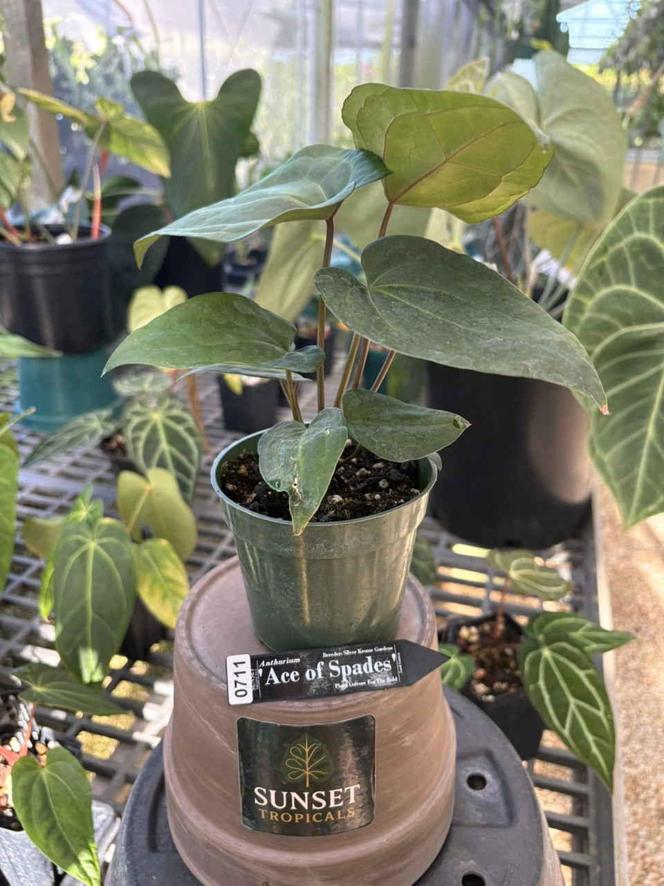 Anthurium SKG Ace of Spades (AOS)