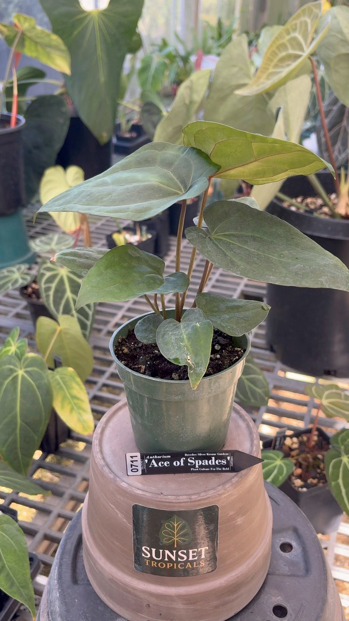 Anthurium SKG Ace of Spades (AOS)