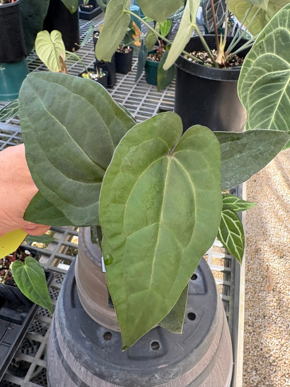 Anthurium SKG Ace of Spades (AOS)