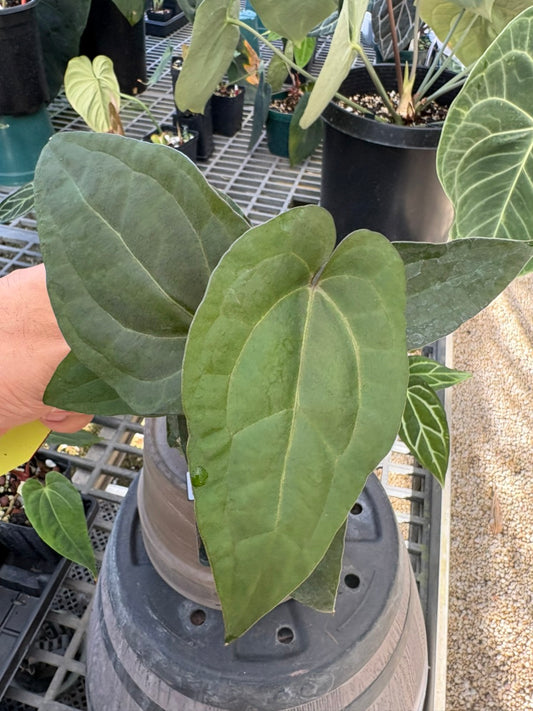 Anthurium SKG Ace of Spades (AOS)