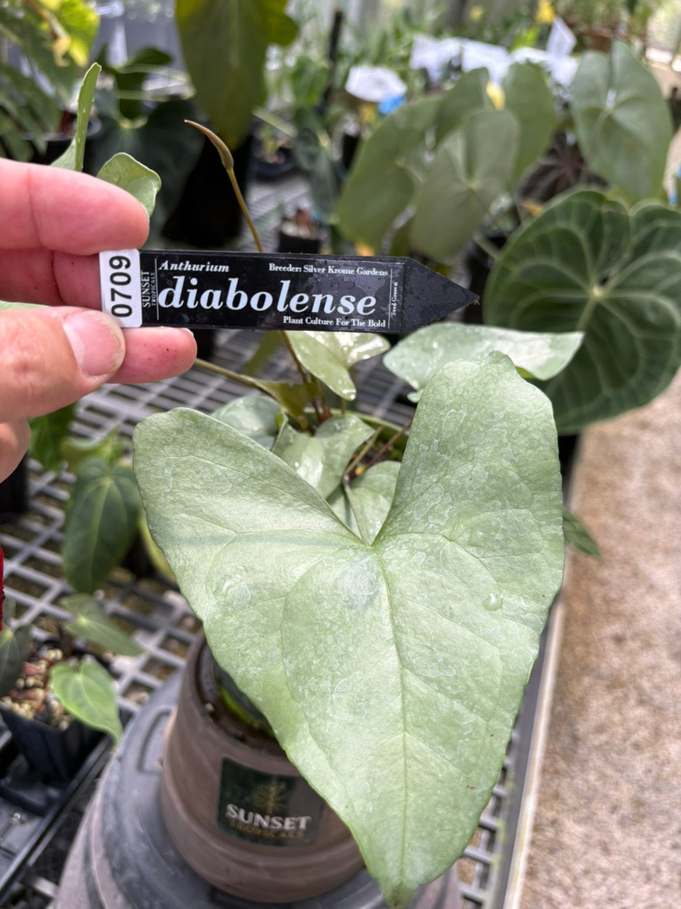 Anthurium Diabolense (0709)