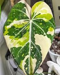 Philodendron Gloriosum Tricolor TC (In vitro)