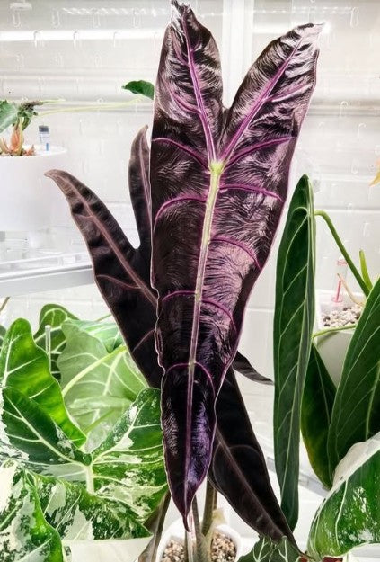 Alocasia Longiloba Purple Prince TC (in vitro)