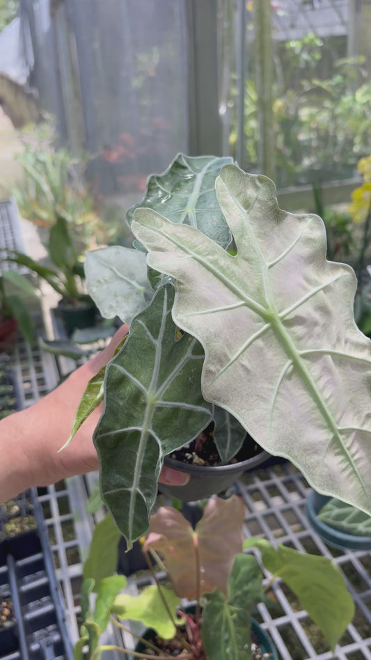 Alocasia SKG Amazonia Polly pink mint variegated (large)
